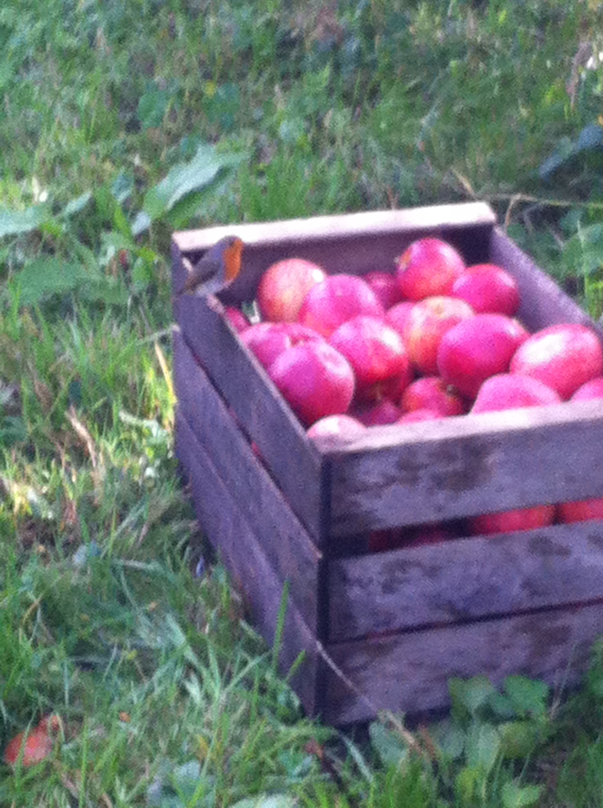 Pommiers